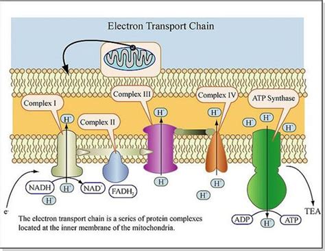 electron transport chain diagram worksheet.